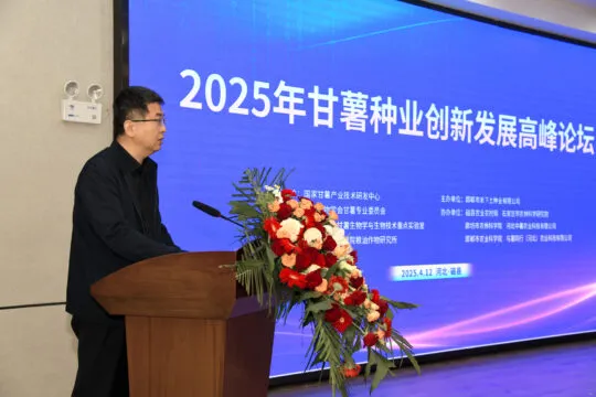 聚焦甘薯种业创新,共绘乡村振兴蓝图——2025年甘薯种业创新发展高峰论坛即将启幕 聚焦甘薯种业创新,共绘乡村振兴蓝图——2025年甘薯种业创新发展高峰论坛即将启幕
