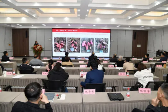聚焦甘薯种业创新,共绘乡村振兴蓝图——2025年甘薯种业创新发展高峰论坛即将启幕 聚焦甘薯种业创新,共绘乡村振兴蓝图——2025年甘薯种业创新发展高峰论坛即将启幕