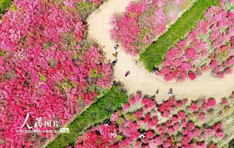 山东青岛：杜鹃花海迎客来