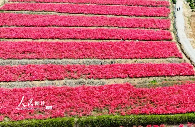 山东青岛：杜鹃花海迎客来