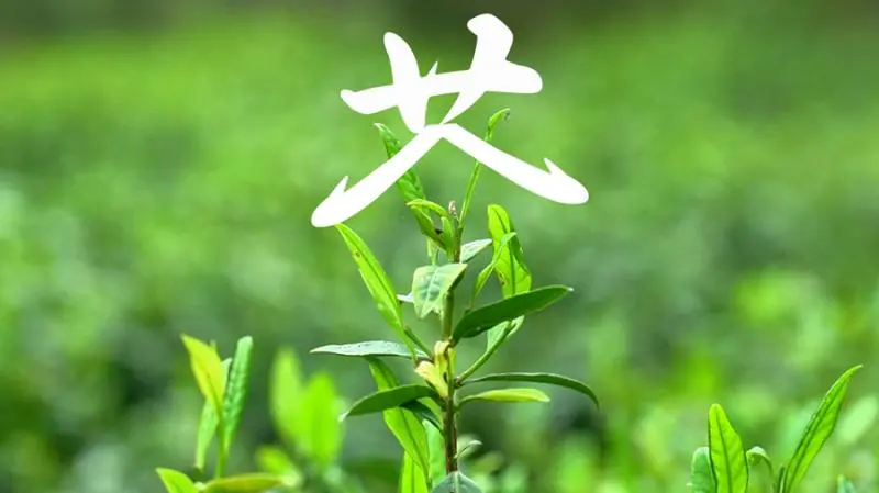 何以中国丨藏在武夷山的“野生”汉字 何以中国丨藏在武夷山的“野生”汉字