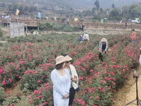 500多人打卡玫瑰山谷 昆明公交畅行游粉丝节在安宁八街举行