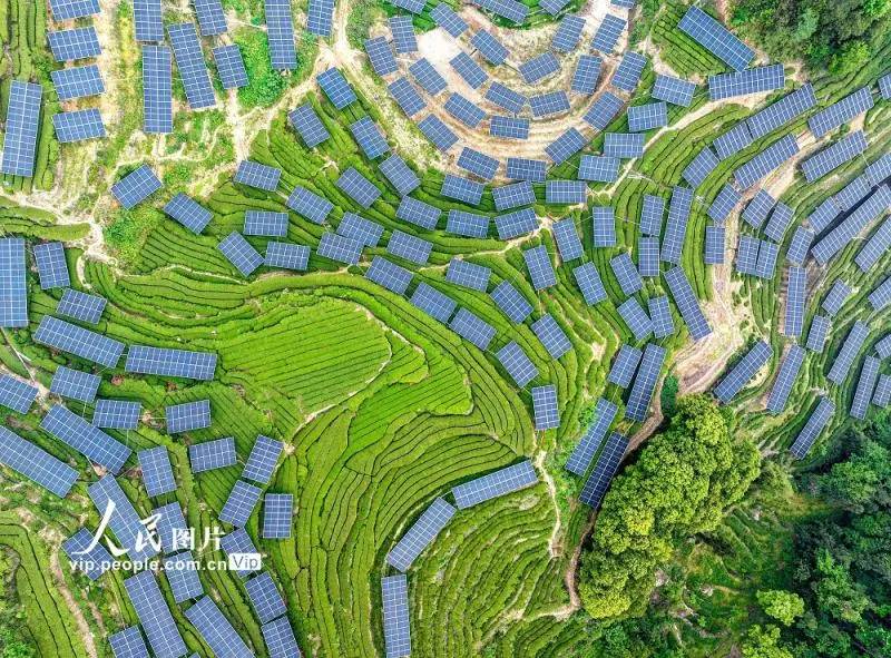 湖北秭归：“茶光互补”助力乡村振兴