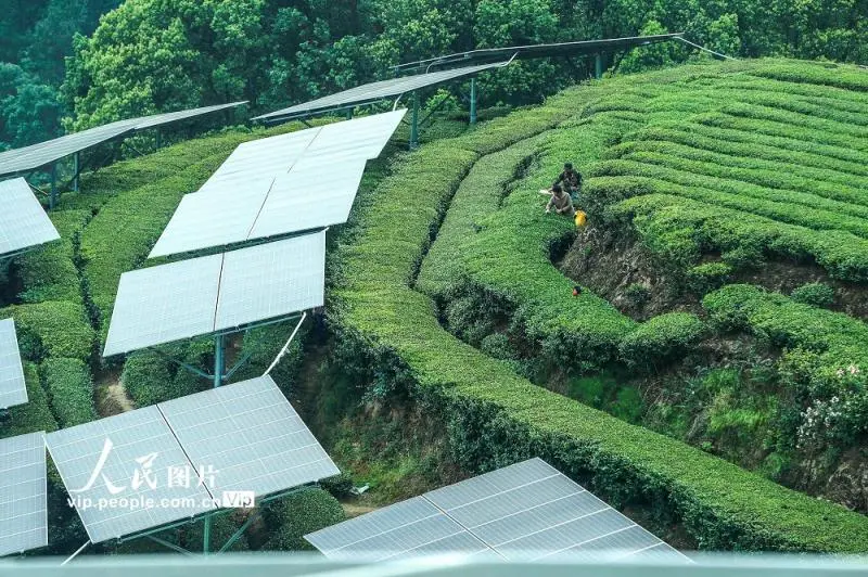 湖北秭归:“茶光互补”助力乡村振兴 湖北秭归:“茶光互补”助力乡村振兴