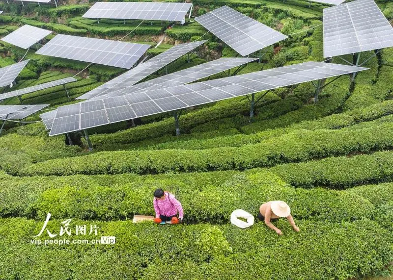 湖北秭归:“茶光互补”助力乡村振兴 湖北秭归:“茶光互补”助力乡村振兴
