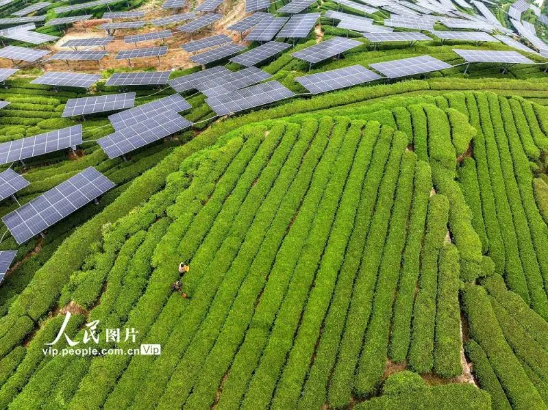 湖北秭归:“茶光互补”助力乡村振兴 湖北秭归:“茶光互补”助力乡村振兴