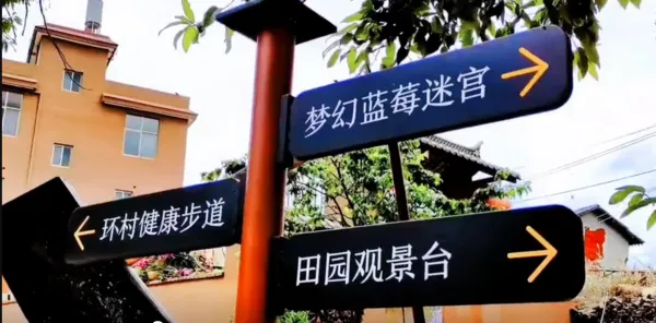 春末限定！鲁黑村无刺黄泡采摘，解锁田园诗意时光