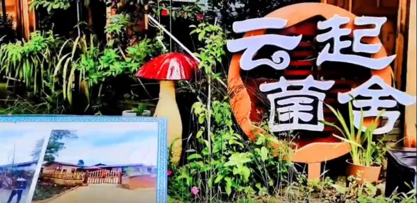 春末限定！鲁黑村无刺黄泡采摘，解锁田园诗意时光