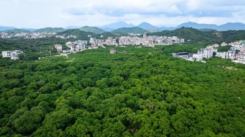 追光｜这是一枚“荔枝味”的金牌
