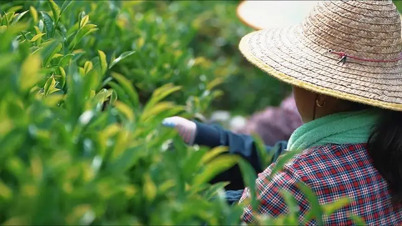 科技赋能炒仔茶，一缕茶香助振兴
