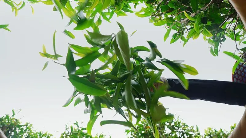 科技赋能炒仔茶，一缕茶香助振兴