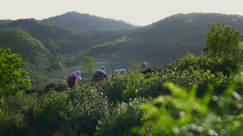 乡村振兴在行动｜农旅融合、产业赋能、人才归巢，让乡村有“颜”更有“值”