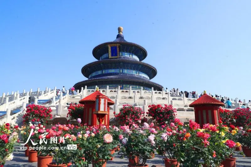 北京天坛公园月季盛开迎客来