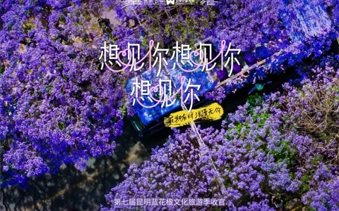 紫色浪漫·想见你——第七届昆明蓝花楹文化旅游季完美落幕