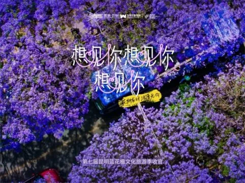 紫色浪漫·想见你——第七届昆明蓝花楹文化旅游季完美落幕