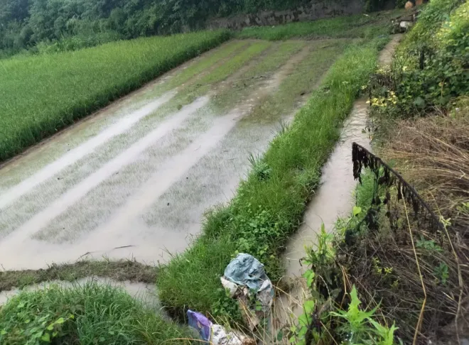 雨湖区多部门紧急联动 高效处置铁路沿线树木侵倒险情 雨湖区多部门紧急联动 高效处置铁路沿线树木侵倒险情