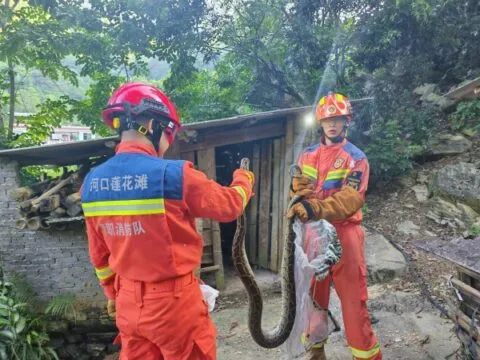 红河河口:消防速擒鸡圈蟒蛇解民忧 红河河口:消防速擒鸡圈蟒蛇解民忧