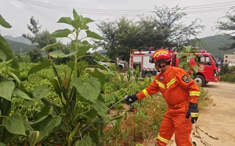 砚山消防成功捕获1.5米眼镜王蛇 现场目睹"大蛇吞小蛇"