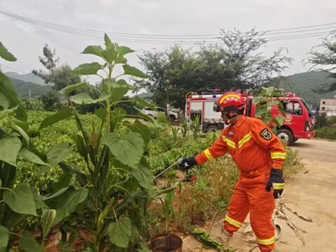 砚山消防成功捕获1.5米眼镜王蛇 现场目睹 砚山消防成功捕获1.5米眼镜王蛇 现场目睹