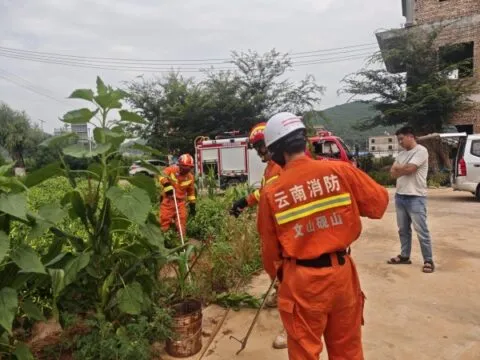 砚山消防成功捕获1.5米眼镜王蛇 现场目睹 砚山消防成功捕获1.5米眼镜王蛇 现场目睹