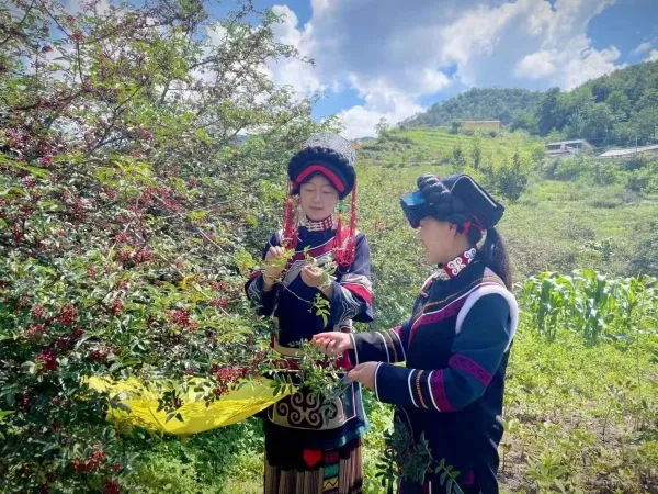 党建引领“花椒红” 丽川花椒富宁蒗椒农 党建引领“花椒红” 丽川花椒富宁蒗椒农