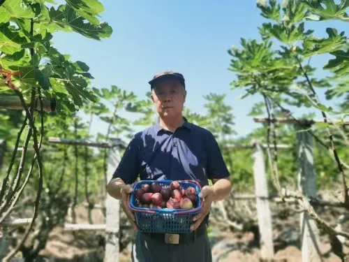 上饶广信区田墩镇：无花果解锁乡村振兴“甜蜜密码”