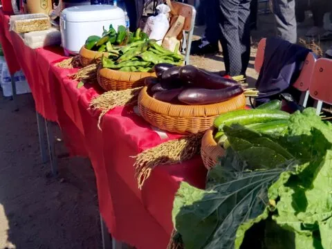 杏树朝鲜族乡举办水稻收割节 政企农协同绘“丰”景科技赋能庆丰收