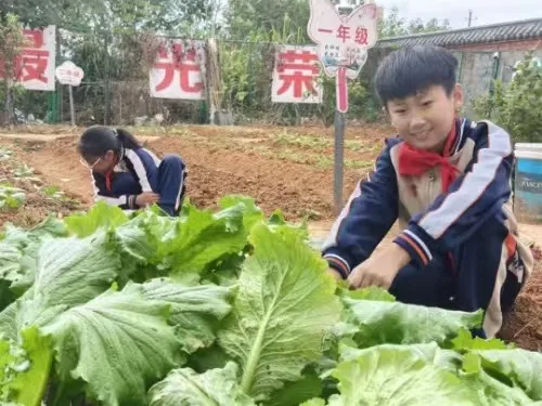 江西少年军校: 从课堂到田间 让劳动教育“活”起来 江西少年军校: 从课堂到田间 让劳动教育“活”起来