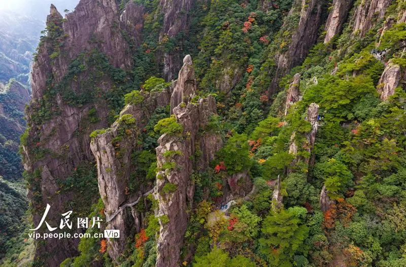 安徽黄山:峰林尽染秋意浓 安徽黄山:峰林尽染秋意浓