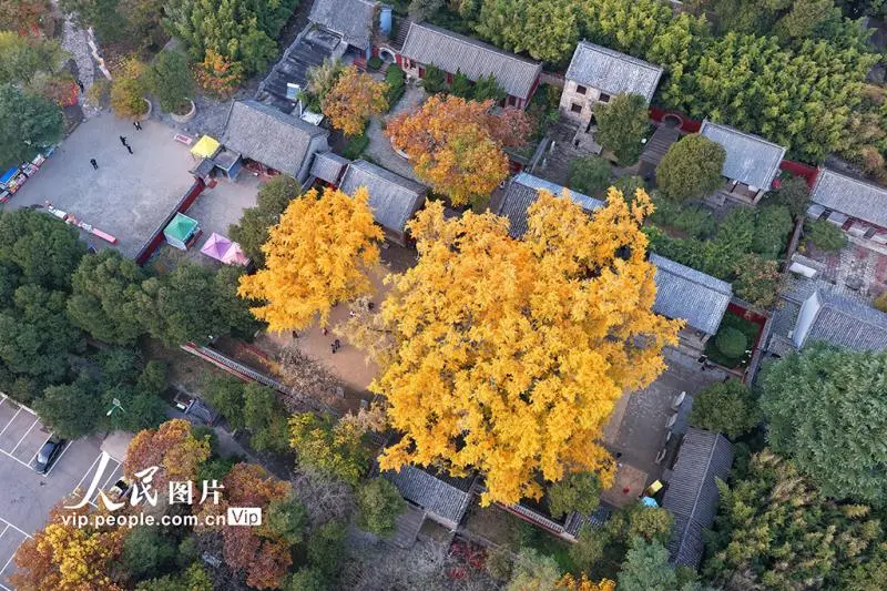 山东莒县:千年银杏树进入最佳观赏期 山东莒县:千年银杏树进入最佳观赏期