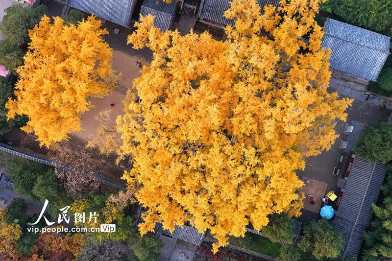 山东莒县:千年银杏树进入最佳观赏期 山东莒县:千年银杏树进入最佳观赏期