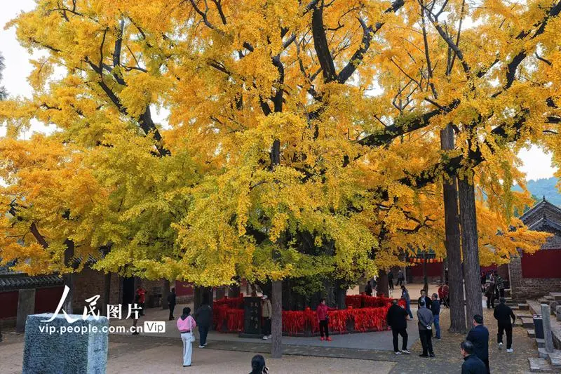 山东莒县:千年银杏树进入最佳观赏期 山东莒县:千年银杏树进入最佳观赏期