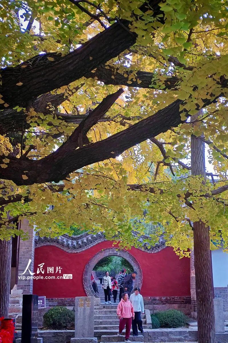 山东莒县:千年银杏树进入最佳观赏期 山东莒县:千年银杏树进入最佳观赏期