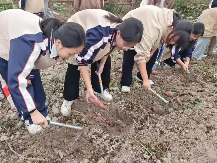 江西上饶汪村学校劳动课开展挖红薯实践活动 江西上饶汪村学校劳动课开展挖红薯实践活动