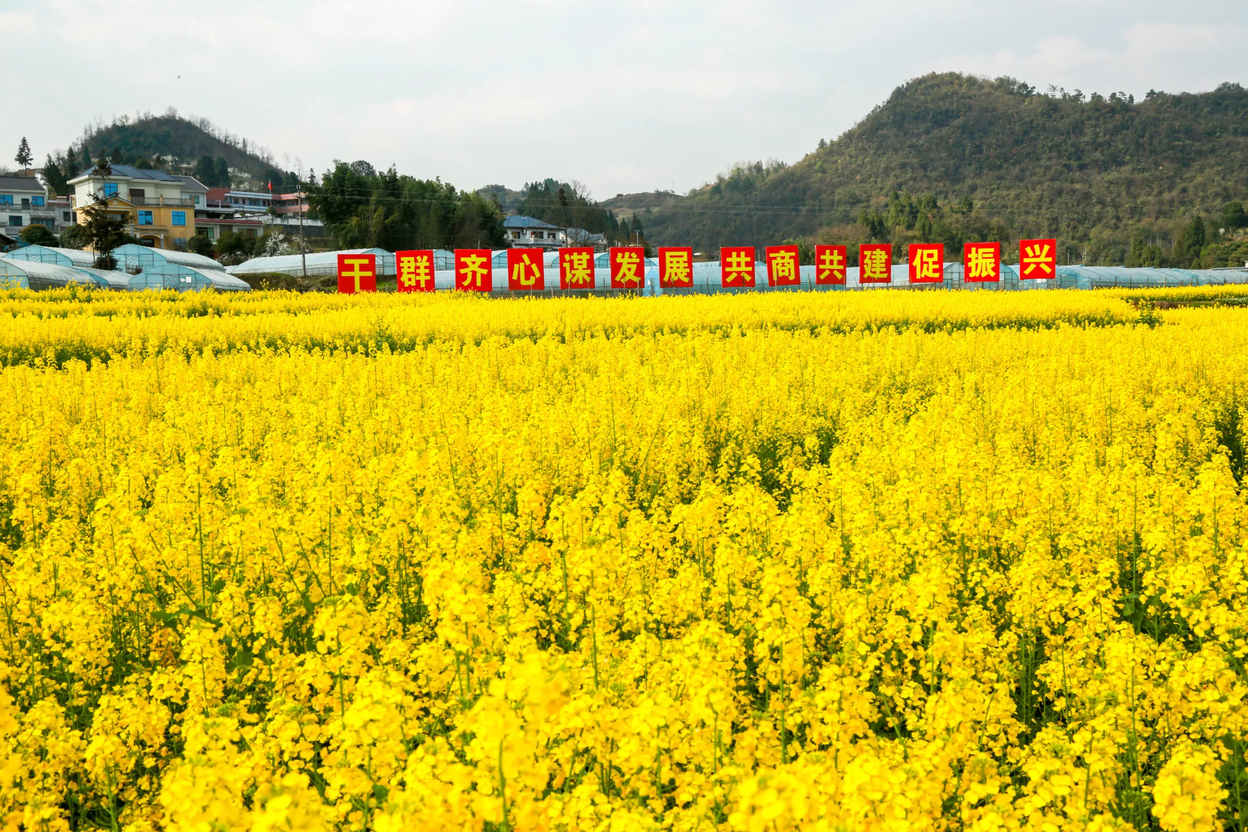 贵州播州区：党建赋能乡村游 花海长桌聚民心
