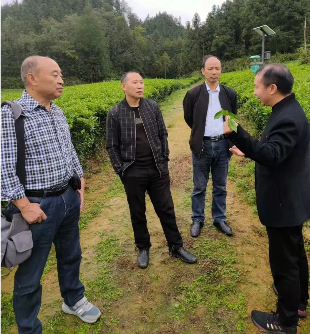 贵州播州区果蔬园林协会：举办乡村旅游茶文化知识科普讲座   助力乡村振兴