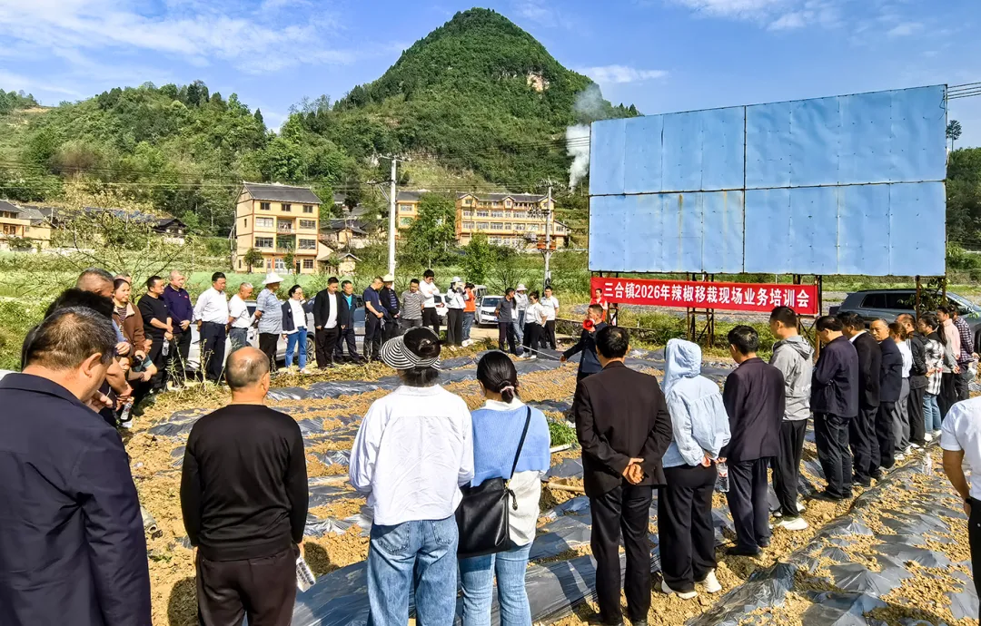 播州区三合镇长丰村：田间课堂开讲  辣椒移栽正当时