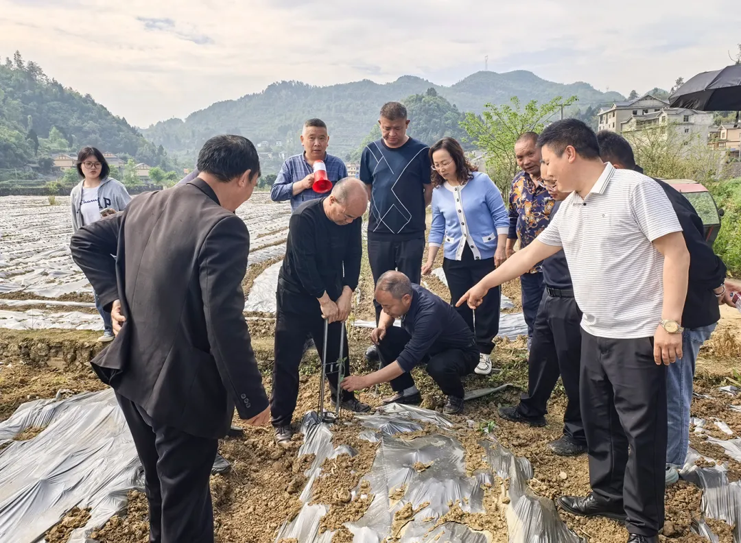 播州区三合镇长丰村:田间课堂开讲 辣椒移栽正当时
