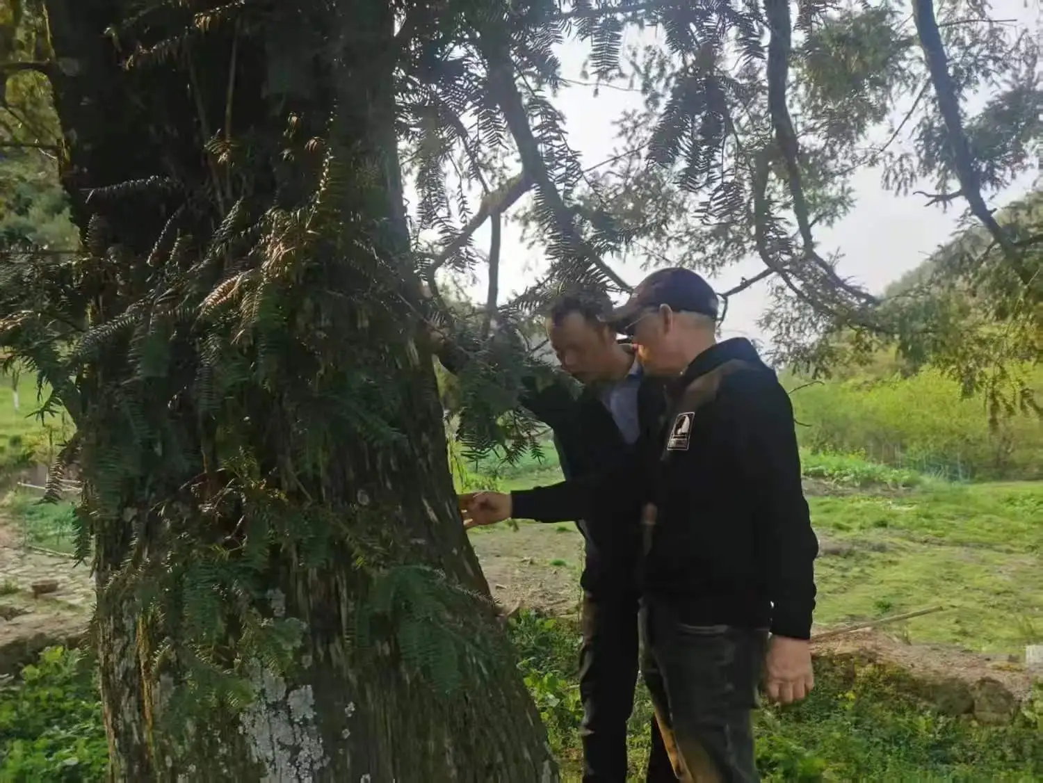 国家林草局造林司一级巡视员黎云昆来江西玉山调研香榧产业发展工作