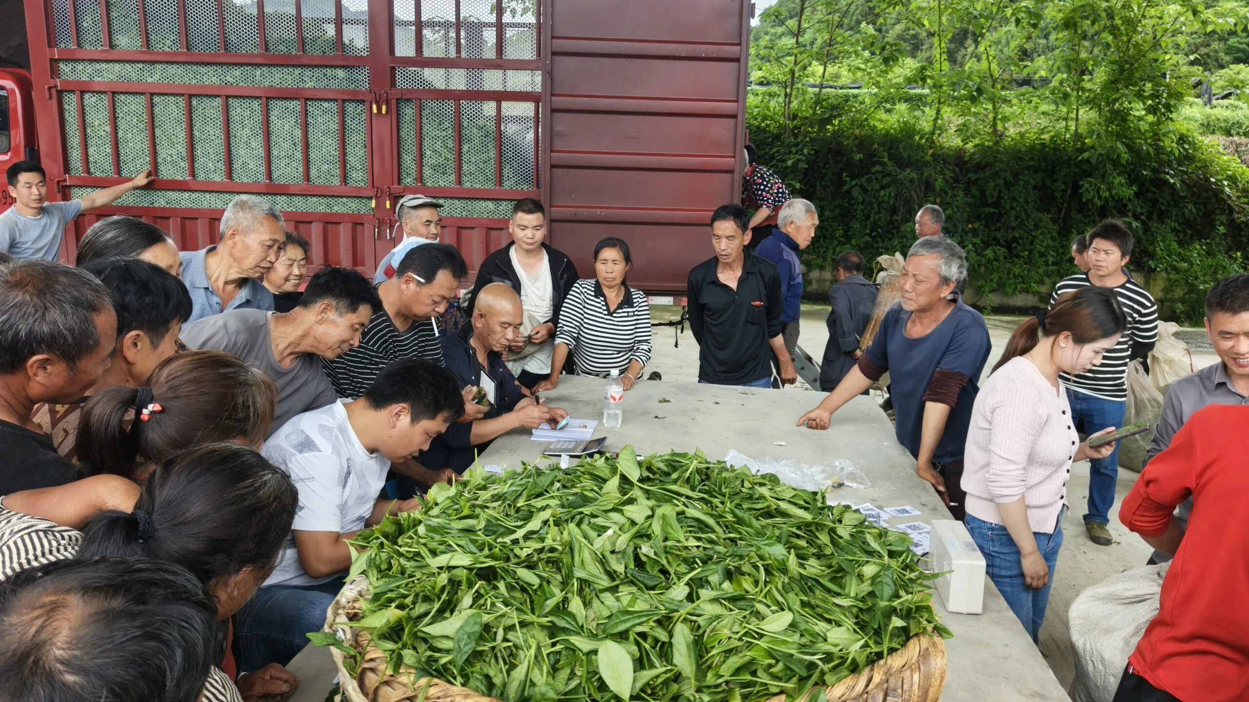贵州湄潭千禧众合实业公司：严把原料质量关 茶产业提质增效助农增收