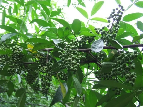 鲁甸县花椒产业高质量发展暨招商推介会成功举办