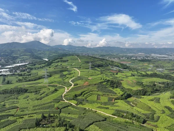 烟浪飘香迎丰收 特色产业助增收——鲁甸六万亩烤烟进入采收烘烤关键期