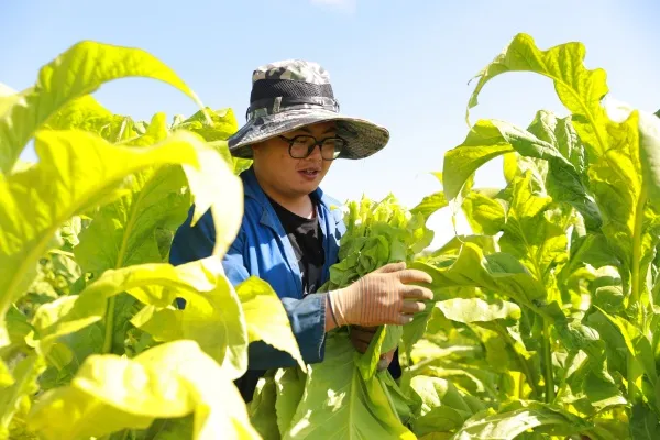烟浪飘香迎丰收 特色产业助增收——鲁甸六万亩烤烟进入采收烘烤关键期