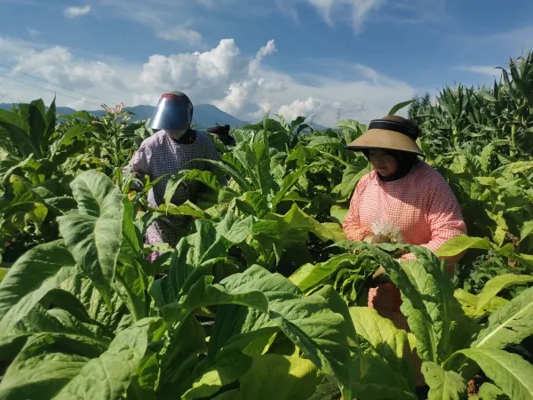 烟浪飘香迎丰收 特色产业助增收——鲁甸六万亩烤烟进入采收烘烤关键期