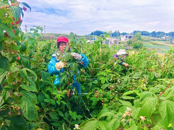 云南昭通鲁甸:树莓丰收挂满枝 特色产业铺就富民路