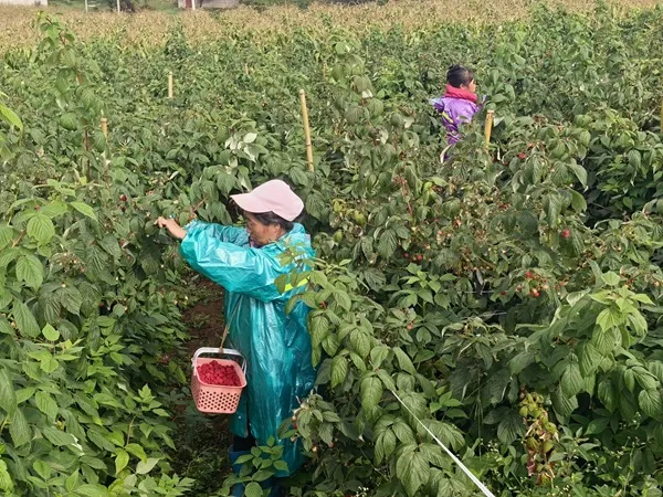 云南昭通鲁甸:树莓丰收挂满枝 特色产业铺就富民路
